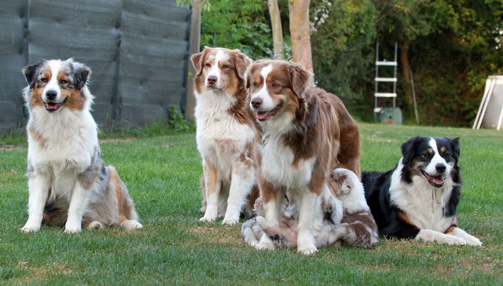 des aussies de la haye - en famille