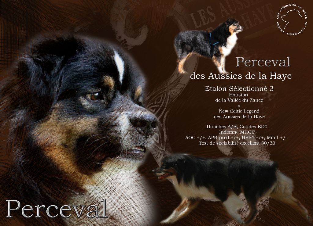 des aussies de la haye - Perceval