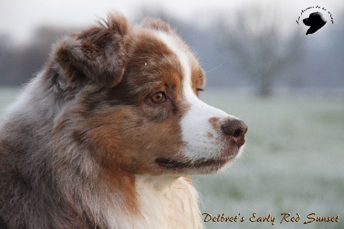 des aussies de la haye - EARLY