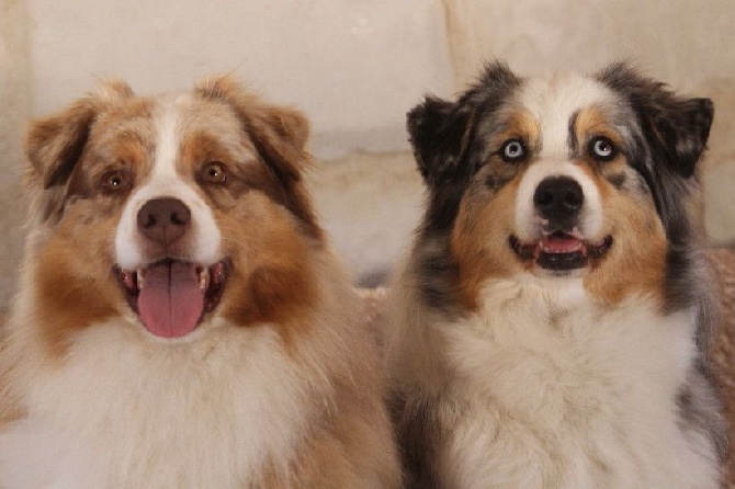 des aussies de la haye - Early et Hermine