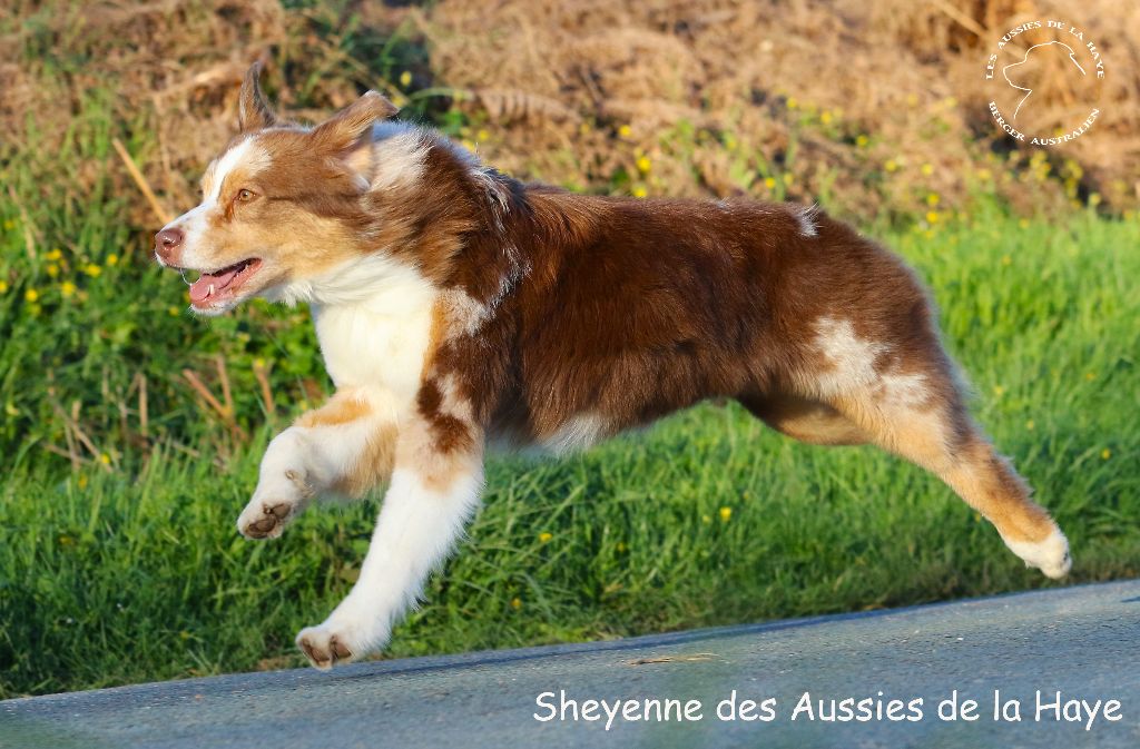 des aussies de la haye - Sheyenne  à fond