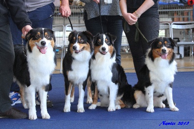 des aussies de la haye - l'expo de Nantes