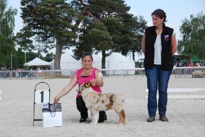 des aussies de la haye - Sun meilleure baby femelle à Fontainebleau