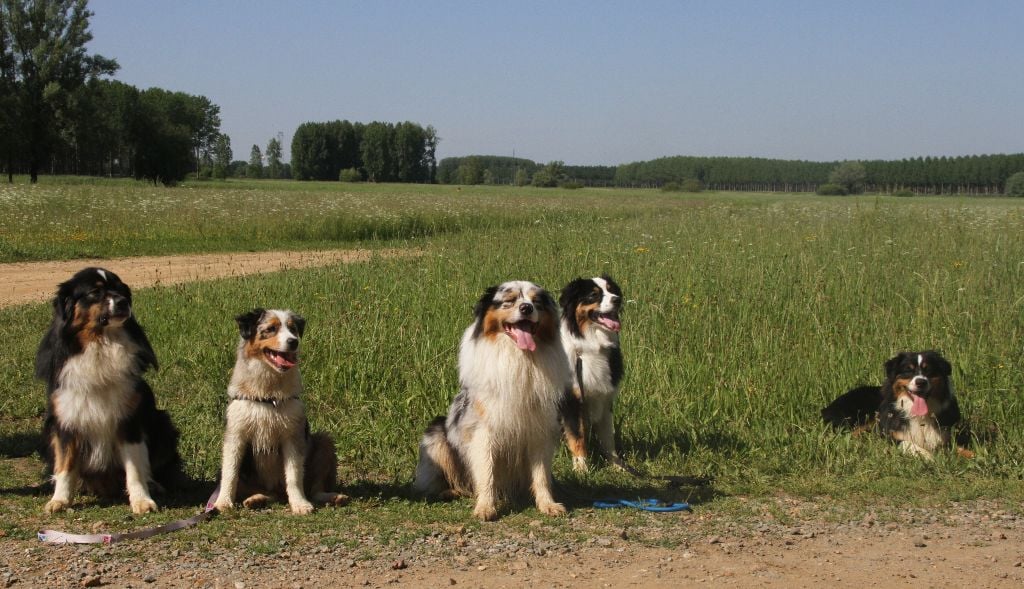 des aussies de la haye - Perceval, Angel, Aïko, Roxy et River