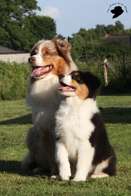 des aussies de la haye - Sky et Early