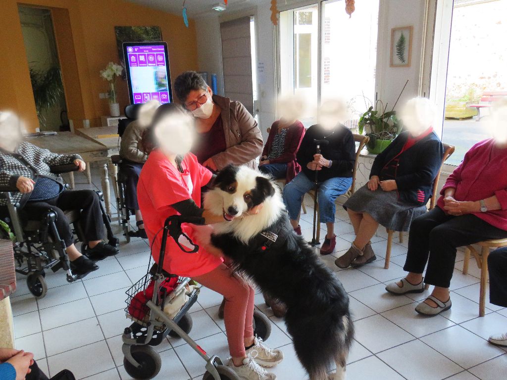 des aussies de la haye - Lann-Bihoué, chien visiteur