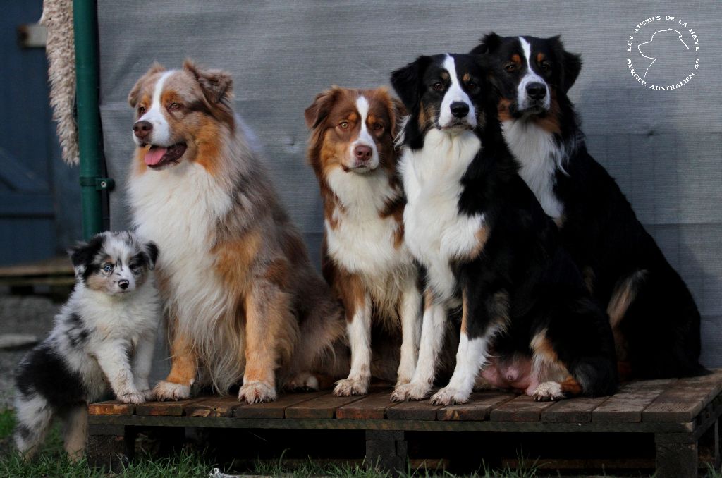 des aussies de la haye - en famille