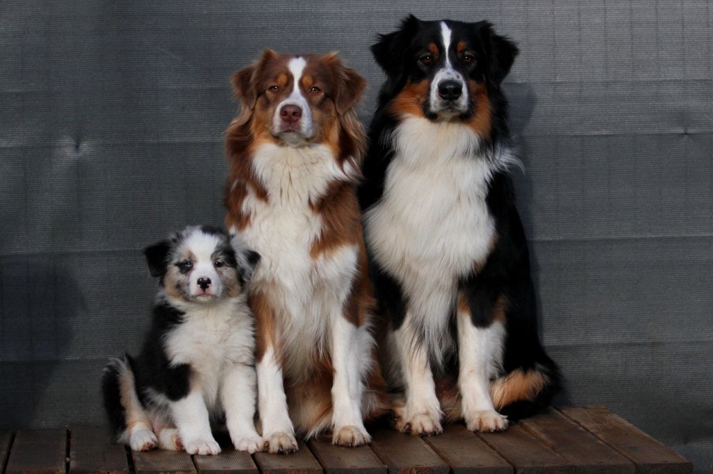 des aussies de la haye - Pillow avec Obsi et Onyx