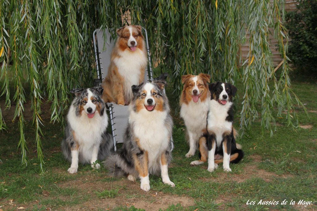 des aussies de la haye - Photo de famille