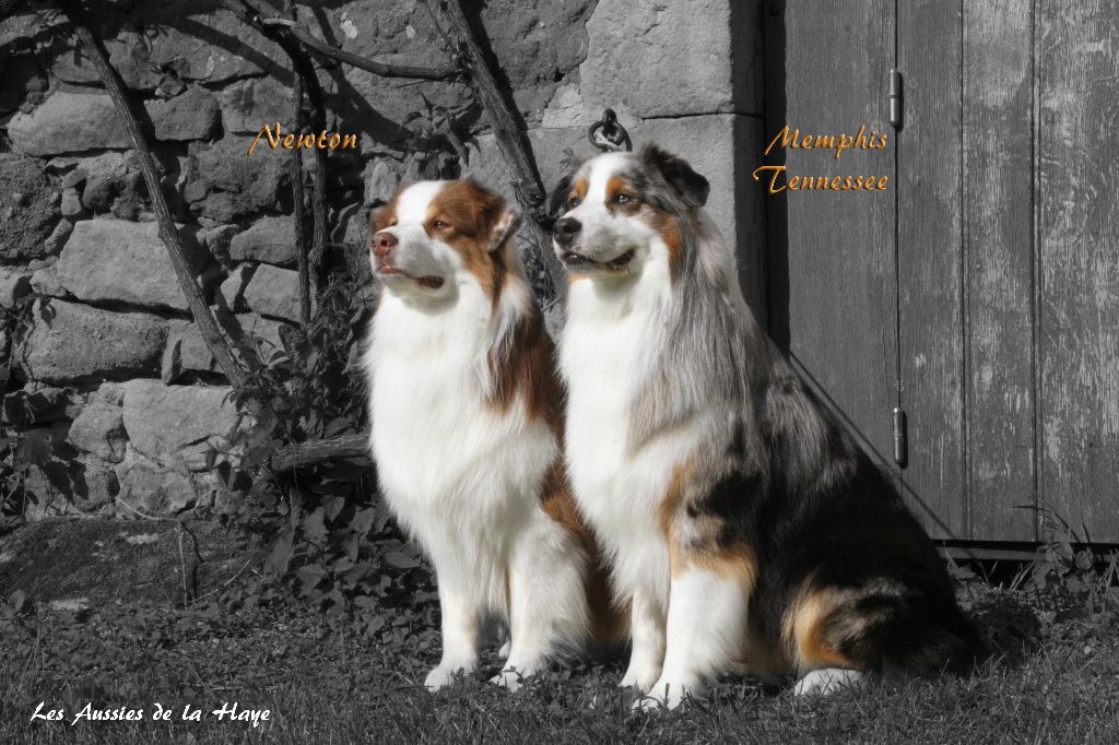 des aussies de la haye - Newton et Memphis Tennessee