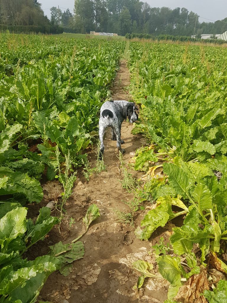 des englettes - 18/08/22 TOSCAN 1 ARRET SUR BOITE