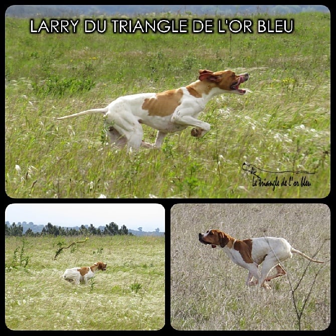 du triangle de l'or bleu - Pointer débourré