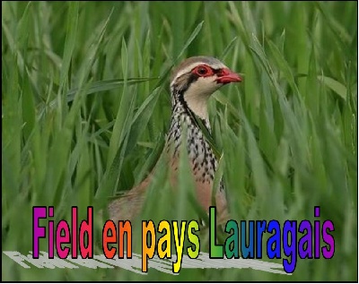 du triangle de l'or bleu - Field du Lauragais