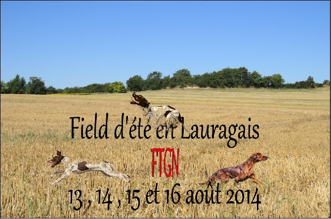 du triangle de l'or bleu - Field d'été en Lauragais