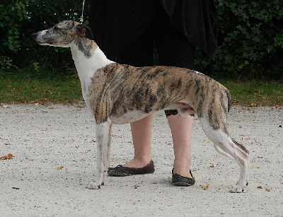 des plaines des Bruyères - TOP CHIENS DECEMBRE - VOS CHIENS