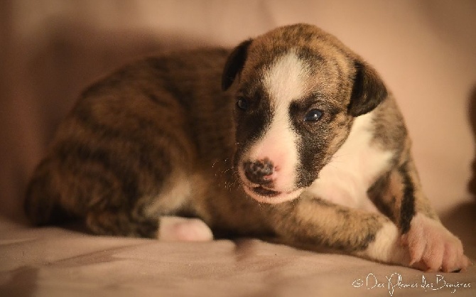 des plaines des Bruyères - Nouvelles photos des bébés à 20 jours ! 