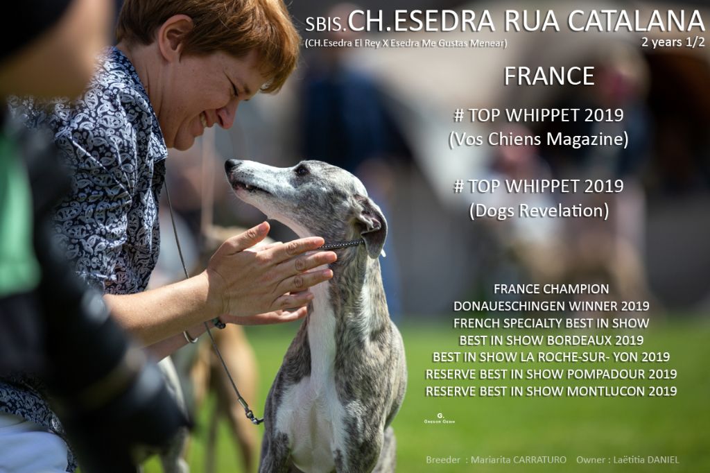 des plaines des Bruyères - Rua : Meilleure Whippet en France pour l'année 2019 !!!