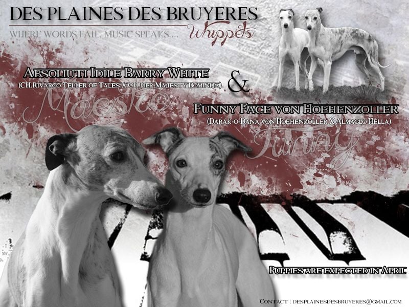 des plaines des Bruyères - Bientôt des bébés aux Plaines des Bruyères