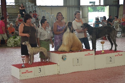 des plaines des Bruyères - CACS CHATEAU GONTIER : Tracy Meilleure de Race ! 