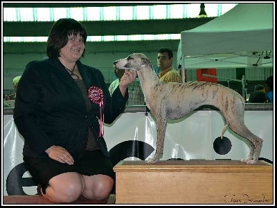 des plaines des Bruyères - Tracy obtient son 3ème CACIB !