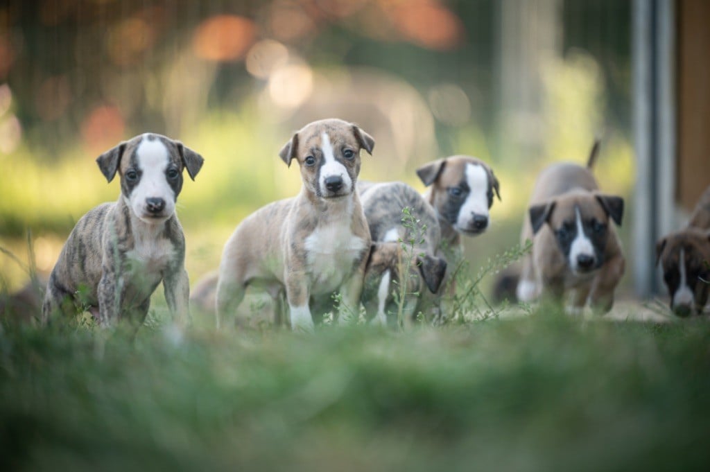 des plaines des Bruyères - NOUS AVONS DES BEBES DISPONIBLES ! 