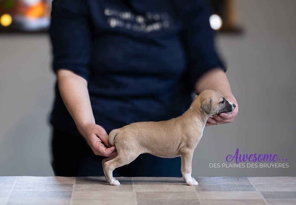 des plaines des Bruyères - Chiots disponibles - Whippet