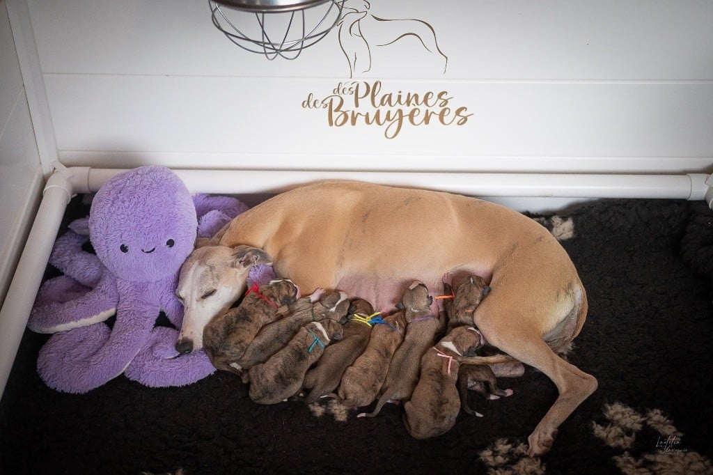 Chiot Whippet des plaines des Bruyères