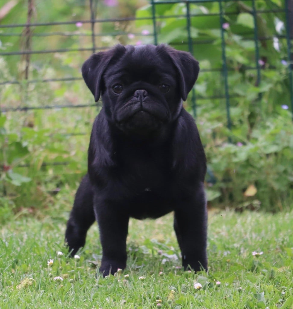 des Gardiens de l'Indalo - Chiots disponibles