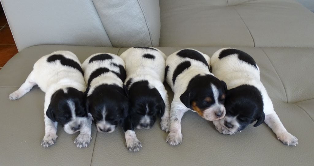 des hautes pousterles - LES CHIOTS SONT  LÀ !!!!!!!!!!