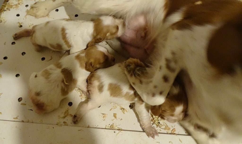 Chiot Epagneul Breton des hautes pousterles