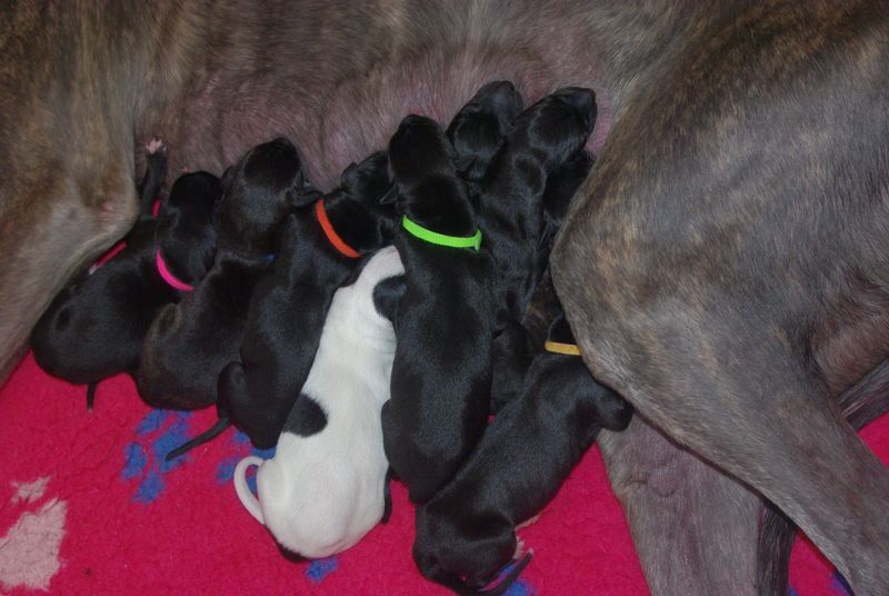 Chiot Greyhound Bakara's