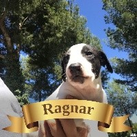 RAGNAR