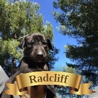 RADCLIFF