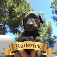 RODERICK