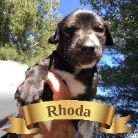 RHODA