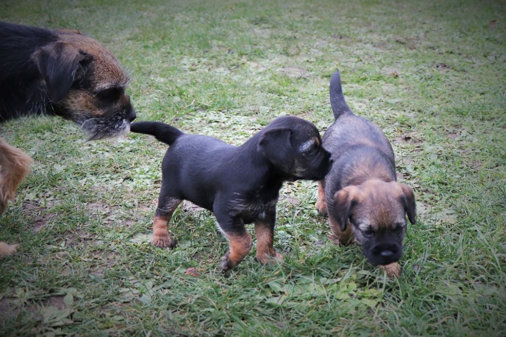 du Chemin de la Cottière - Border Terrier - Portée née le 06/12/2023