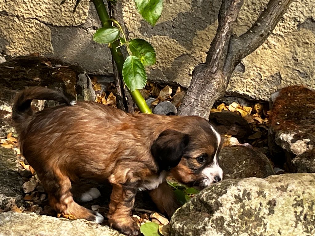 CHIOTS A NAITRE EN MARS 2025