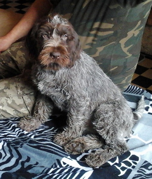 Chiot Griffon d'arrêt à poil dur Korthals des bois aux dames blanches