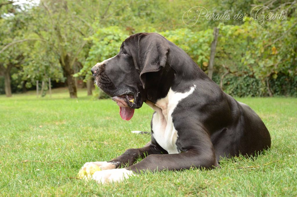 Chiot Dogue allemand du paradis des géants