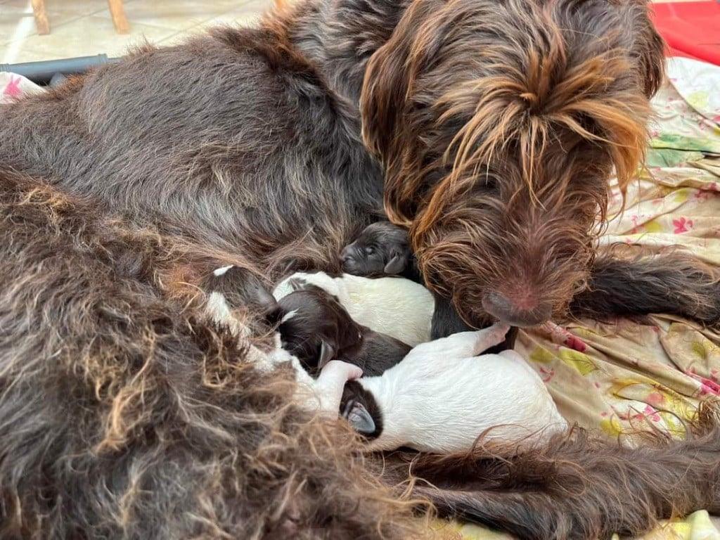 chiots Barbu Tchèque