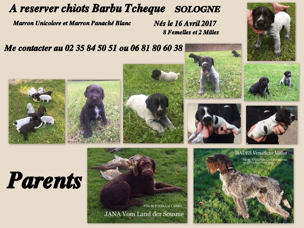 vom land der somme - chiots Barbu Tchèque en Sologne