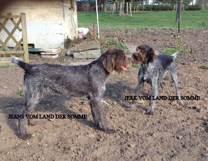 vom land der somme - chiots disponibles