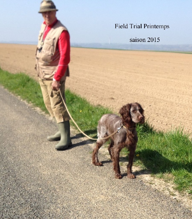 vom land der somme - HANOÏ du Marais de la Malvoisine Field trial Printemps