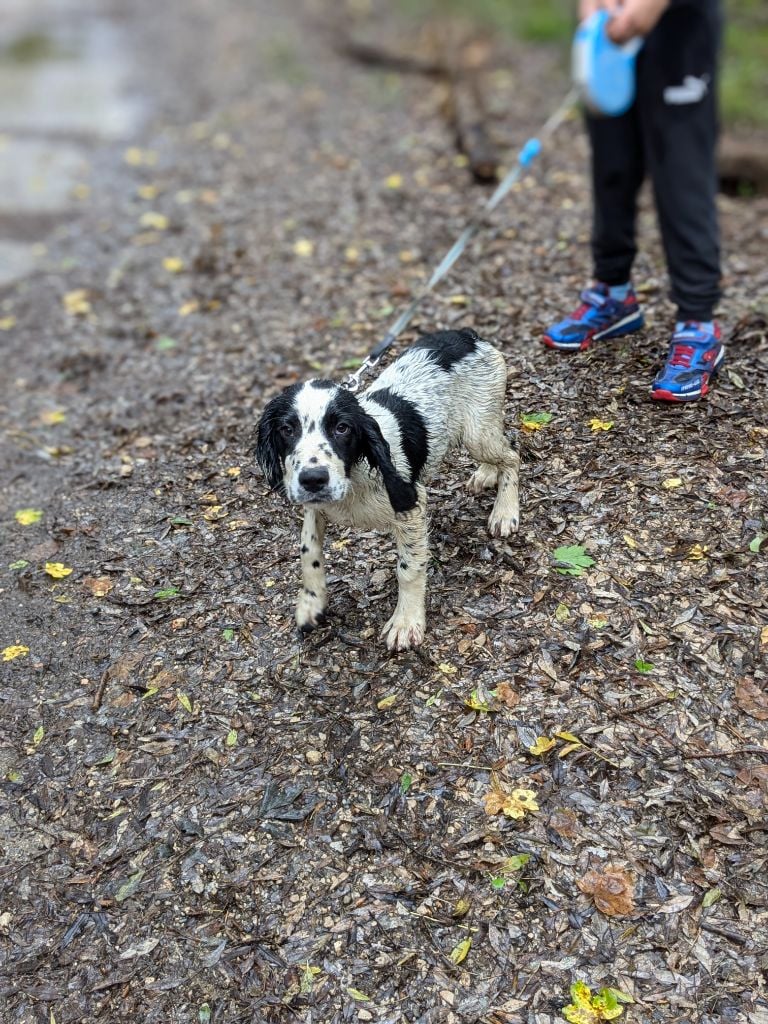 des Apache Du Pomeroi - Chiots disponibles - English Springer Spaniel