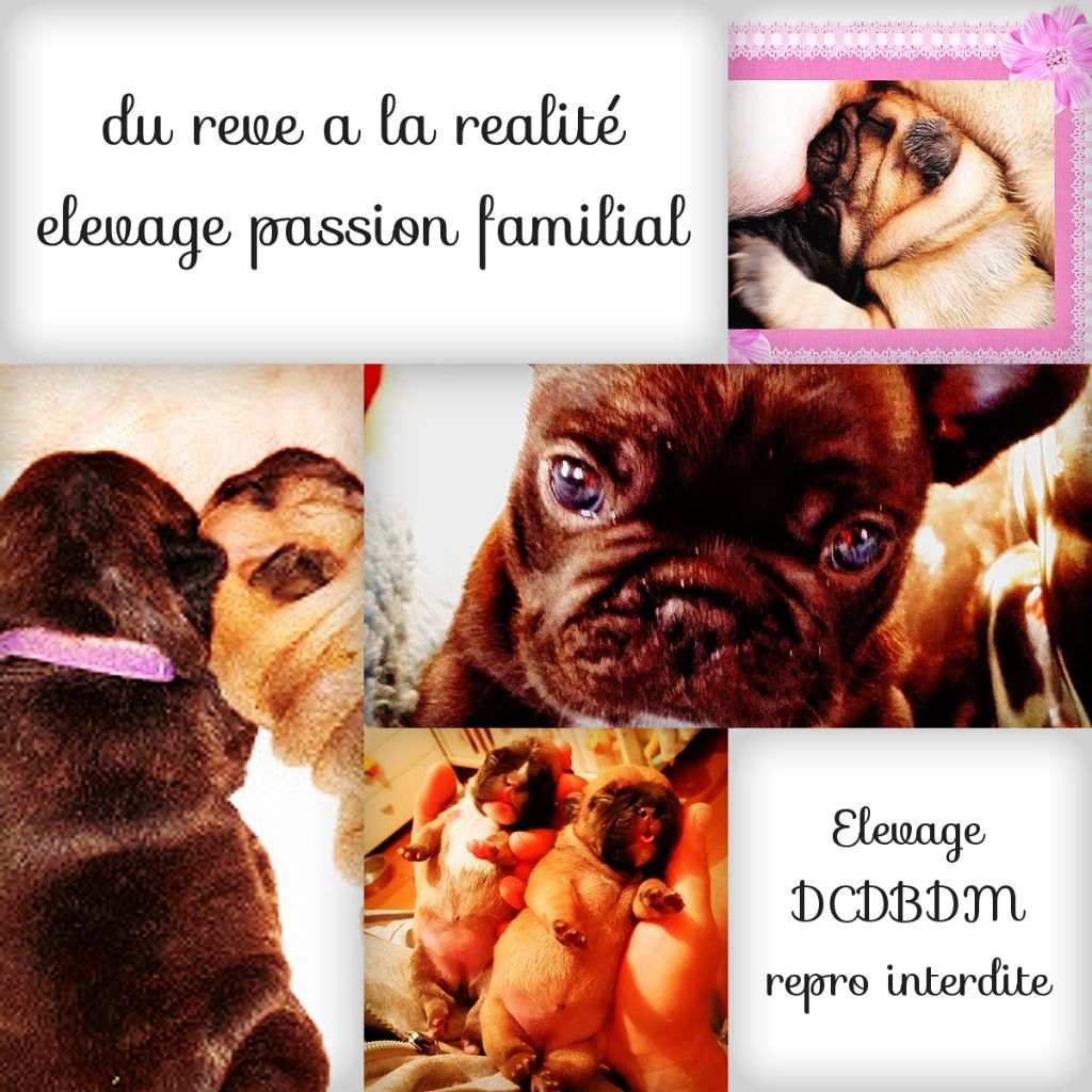 des chemins du bout du monde - DES CHIOTS SONT DISPONIBLES A LA RESERVATION.