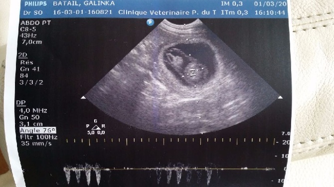 des chemins du bout du monde - GESTATION CONFIRMEE POUR NOTRE PETITE DERNIERE