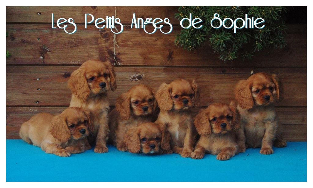 des petits Anges de Sophie - LES BEBES ONT DEUX MOIS 