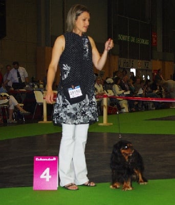 des petits Anges de Sophie - WORLD DOG SHOW