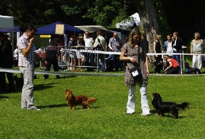 des petits Anges de Sophie - Résultats des petits Anges de Sophie à la speciale de race de Dinard