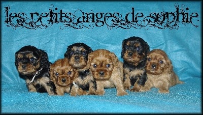 des petits Anges de Sophie - Les Petites Princesses ont 1 mois